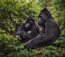 Uganda